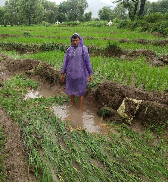 Farmers' hard work wasted, insects destroyed maize and rice crops