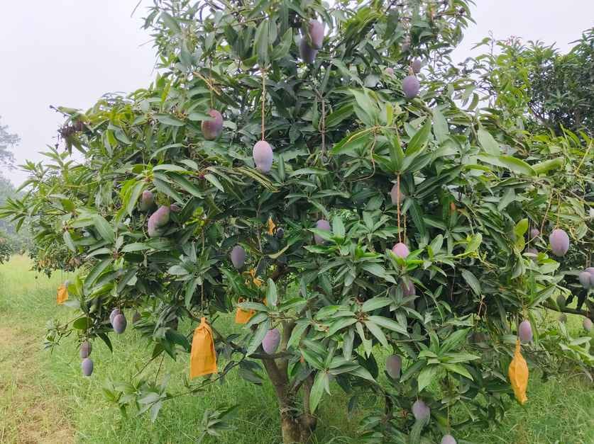 The income of gardeners will increase with new varieties of mango