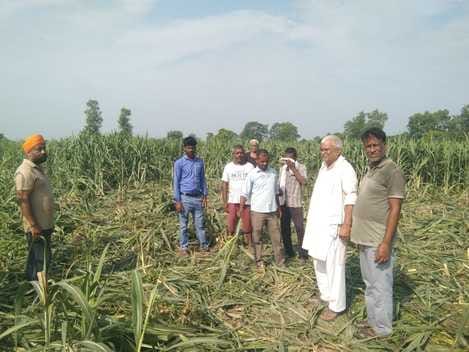 Elephants trampled the sugarcane crop of three farmers