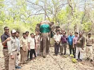 The rescued wild elephant died in Bandhavgarh Tiger Reserve