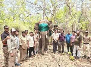 रेस्क्यू किए गए हाथी के साथ वन विभाग की टीम। (पुरानी फोटो)