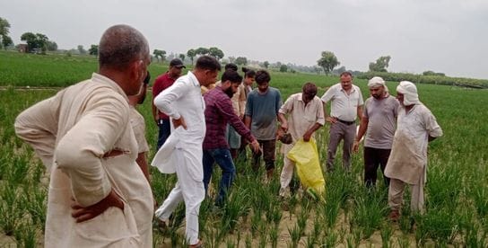 Agriculture department inspected the damaged crop, samples were sent to Hisar University
