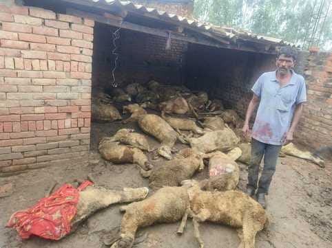 A wild animal mauled and killed 34 sheep in a cattle shed