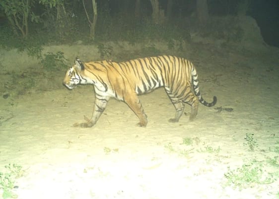 Picture of attacking tigress captured on camera