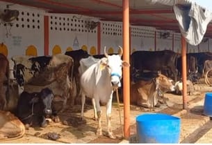 Preparations underway to hand over the state's number one Gaushala to private hands