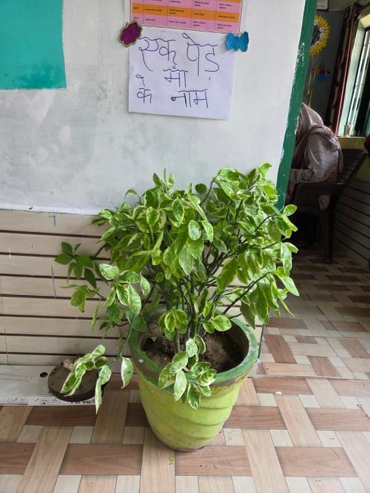 500 in the records, not even 50 plants were found on the spot