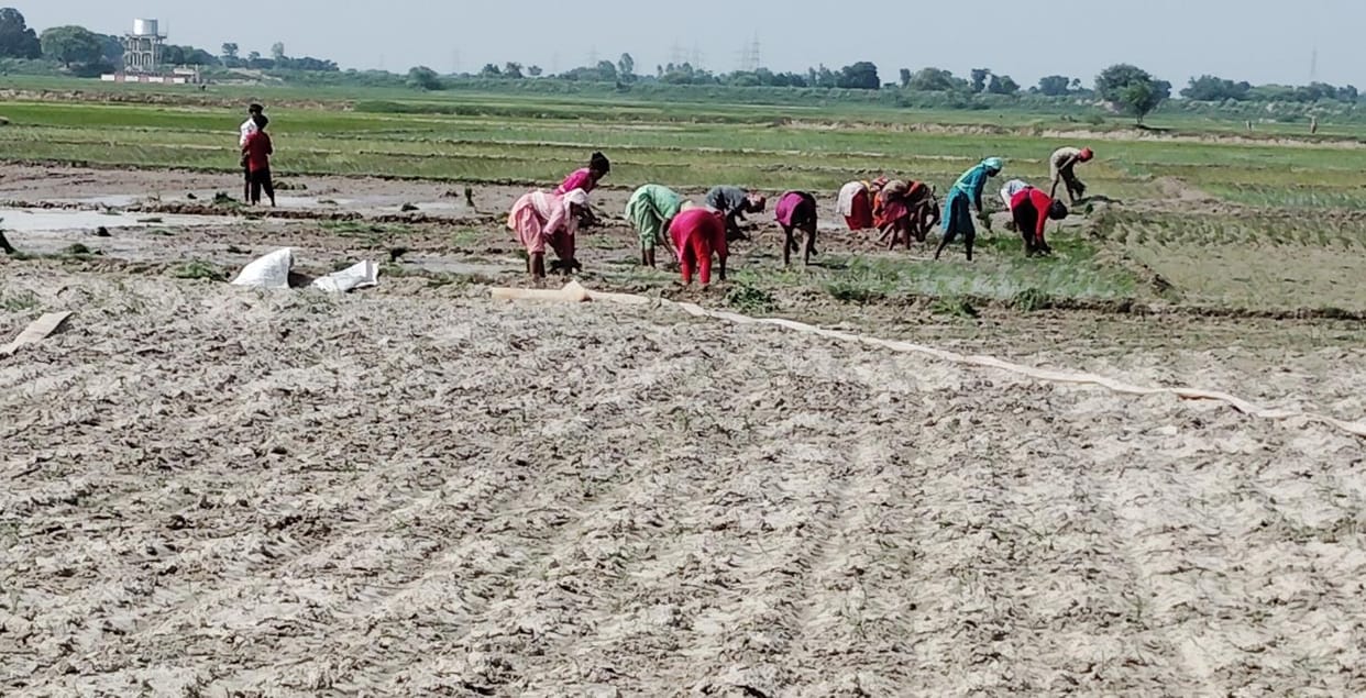 Clouds broke the hope... hard earned money is getting wasted in irrigation