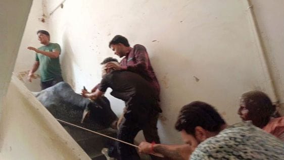 Bull climbed to the third floor of police residential building, was brought down after being made unconscious