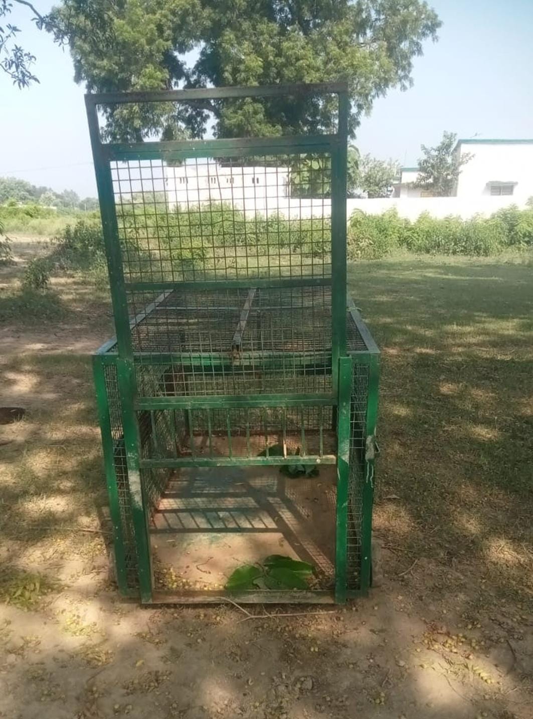 Villagers are scared of monkey attack, forest department installed a cage