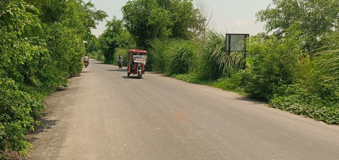 Bushes grown on both sides of the road, risk of accident