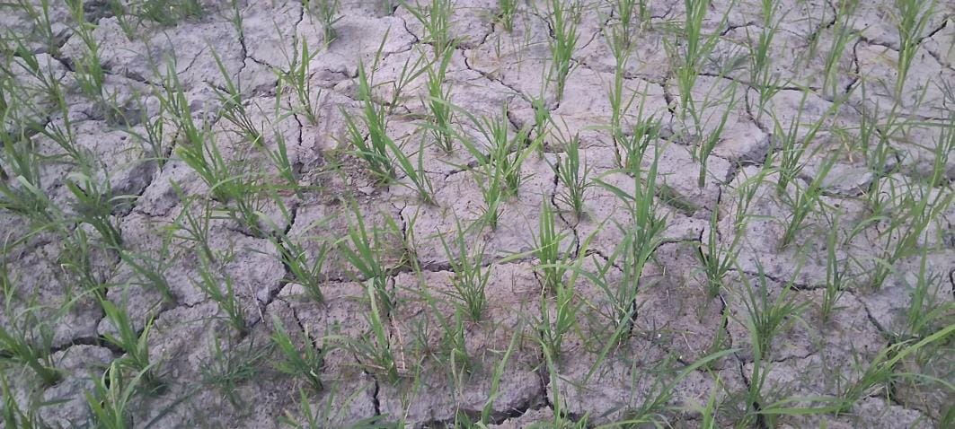 Cracks started appearing in the fields, paddy crop is likely to dry up