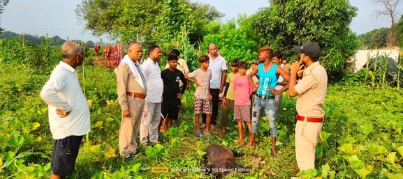 The tiger entered the house and killed the cow