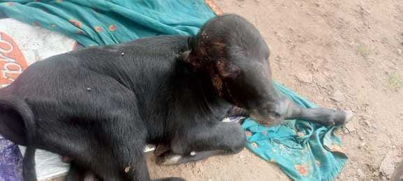 Leopard attacked cattle in Golwa and Dabla villages