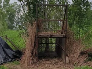 The tigress of Barouncha killed the cow