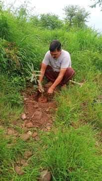 A fruit garden will be built on eight kanal land in Kathog