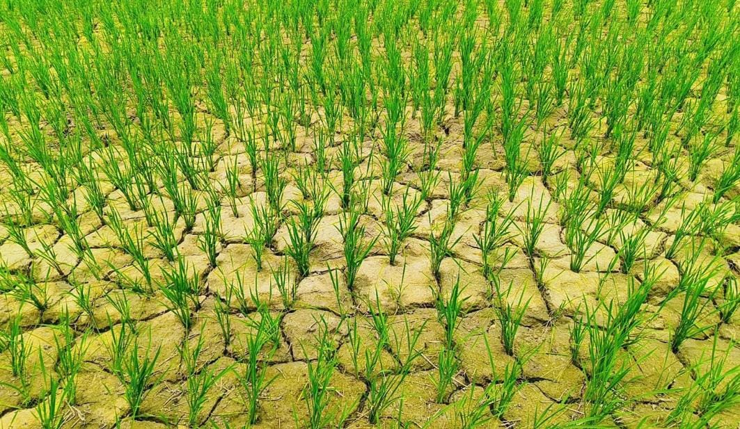 Due to the indifference of monsoon, the fields cracked and paddy started turning yellow