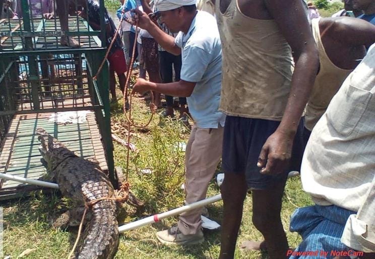 Panic due to sighting of crocodile in the pond, caught and released in the canal