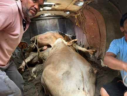 Cows and bulls were loaded in the oil tanker, the smugglers left them and fled