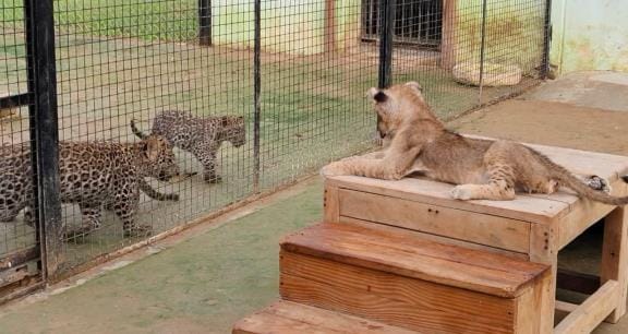 Rupa's fourth cub will enjoy watching leopard cubs playing