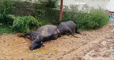 Udhampur, Rain, Electricity Shock, Ward 11 Dandyal, Two Buffalo died