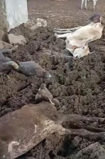 Seeing the plight of the cattle, people demanded the dismissal of the Gaushala Committee