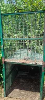 Leopard devoured pet dog, panic