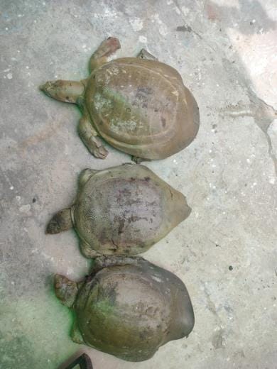 Smuggler arrested, three turtles recovered