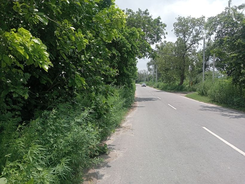 Branches of trees on the roadside and blurred indicators hidden in bushes are blocking the way