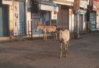 Along with stray animals, now horses and mules are also causing damage to crops