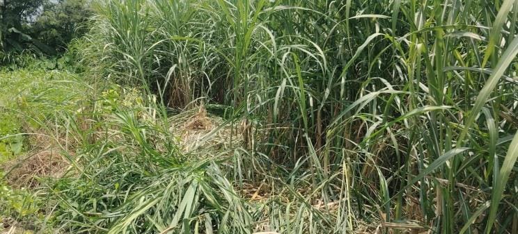 Tusker elephant trampled sugarcane crop