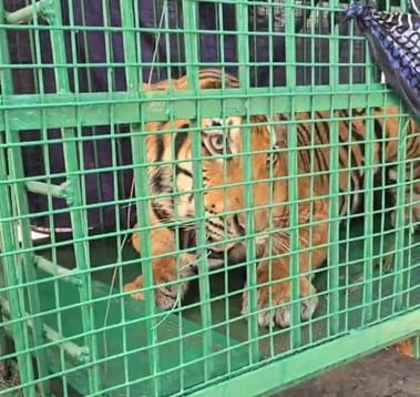 Kanpur zoo is the new home of the attacking tigress
