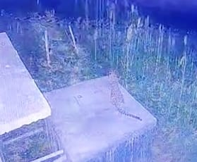 Leopard dragged the pet dog into sugarcane in Maliniya