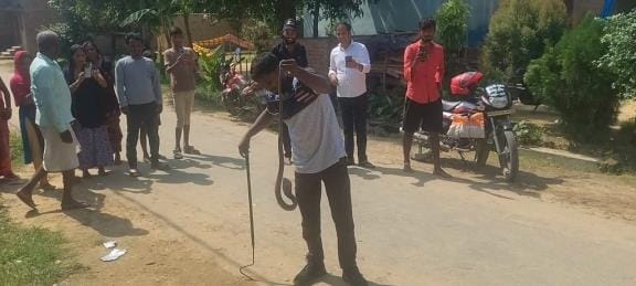 Cobra seen in front of school gate, students panic