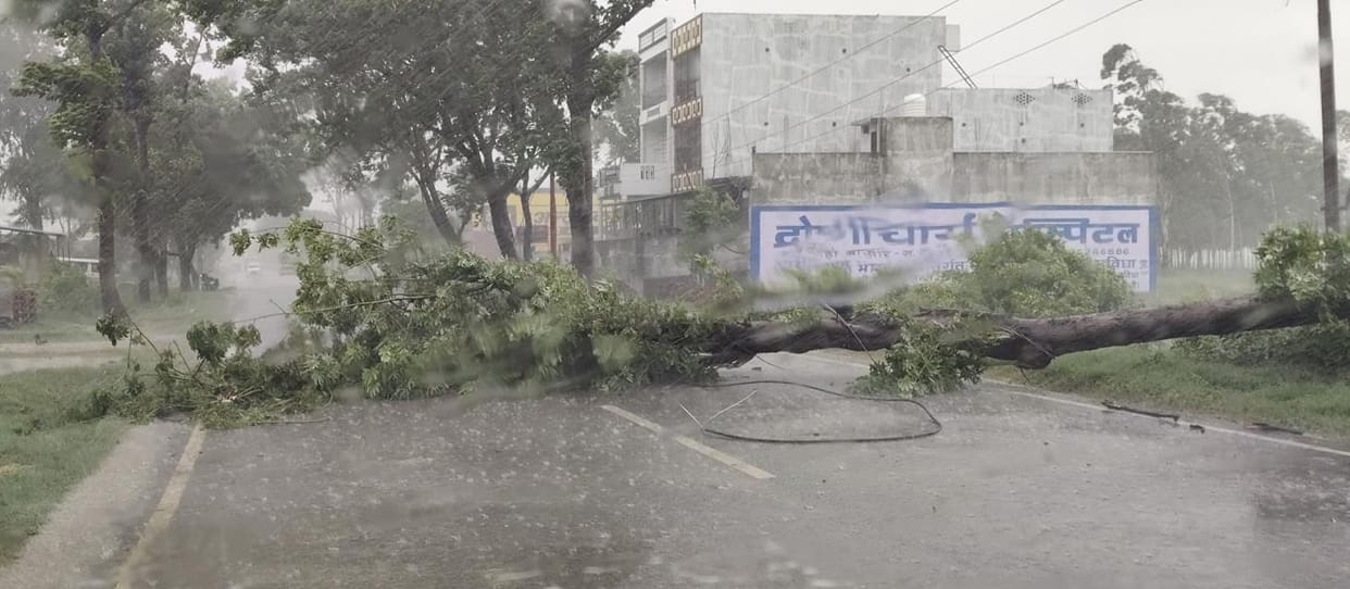 Tree fell on road due to storm, power supply disrupted