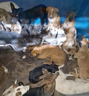 200 monkeys and 20 dogs were caught