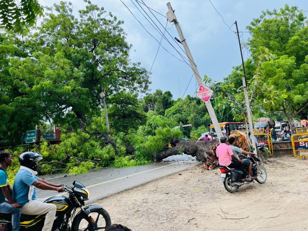 A tree fell on the highway due to strong wind, traffic was disrupted for 40 minutes