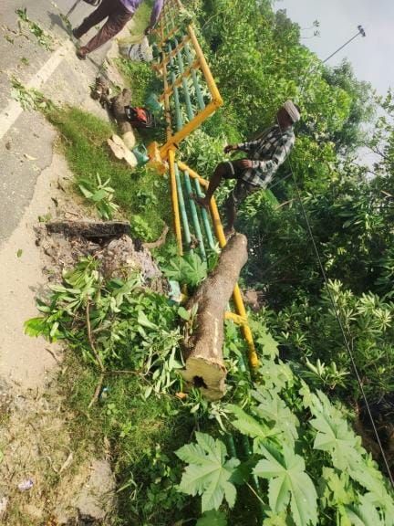 Dozens of green trees were again sawed for the green corridor