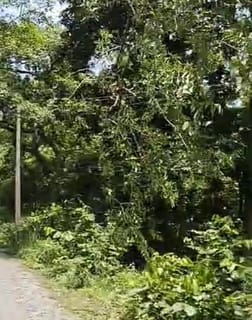 Electricity supply to six villages disrupted due to tree falling on high tension line