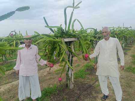 Winds of change in farms, dragon fruit saved the farmers