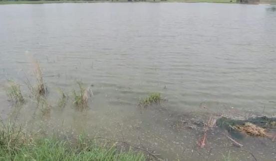 500 bigha paddy crop submerged due to overflow of drain