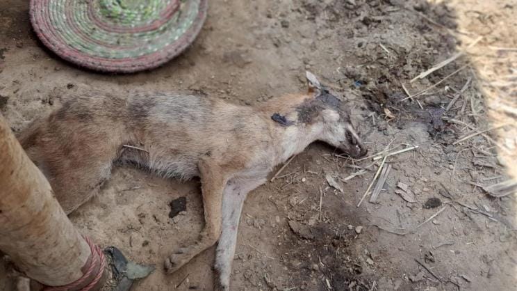 Cousin sisters were attacked by a jackal, villagers killed the jackal