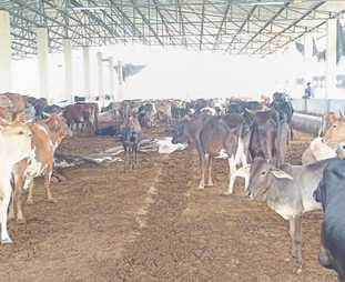 Two more cattle died of heart attack in Kanha Upvan Gaushala