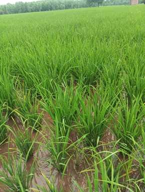 bani news, agriculture news, farmer news, corn crop news