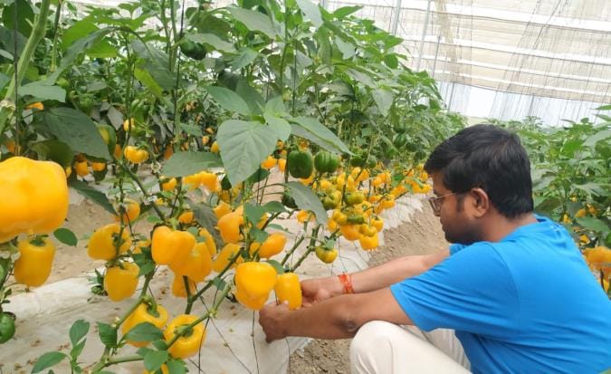 Economic strength gained from cultivation of capsicum