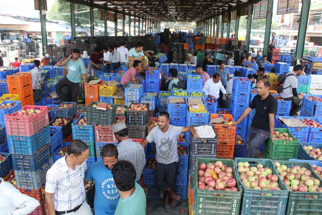 Tomato prices rise, sold at Rs 45 to 50 per kg in Bhuntar