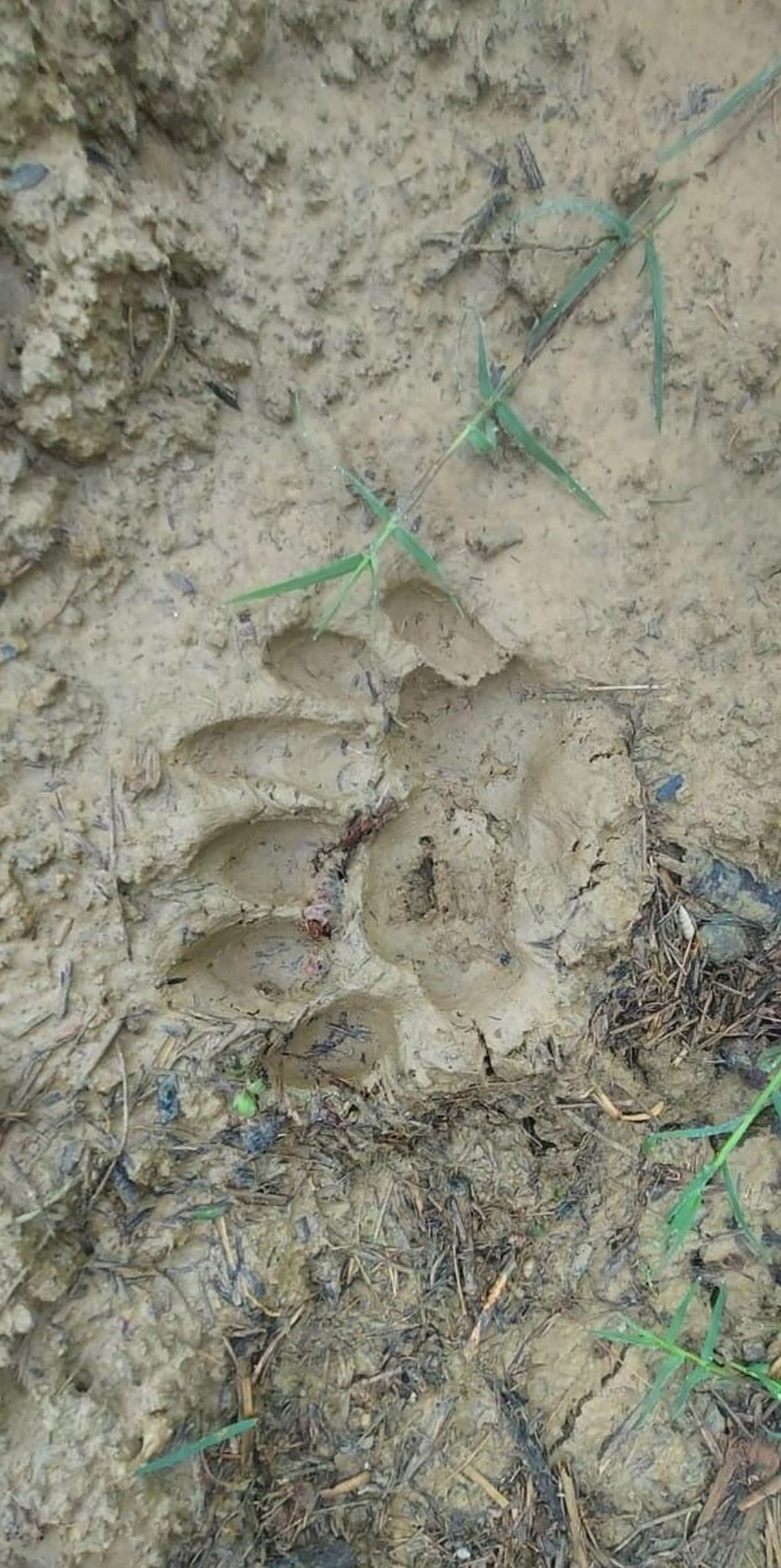 Leopard devoured a calf tied in the cattle shed