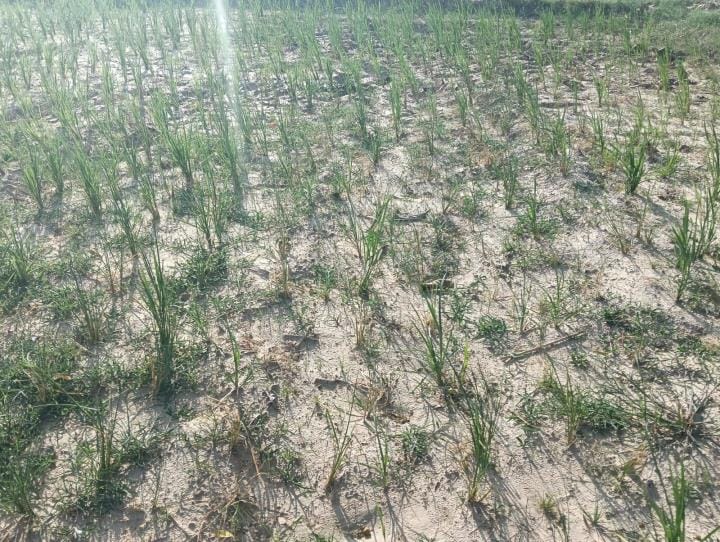 Rice crop is drying due to lack of rain