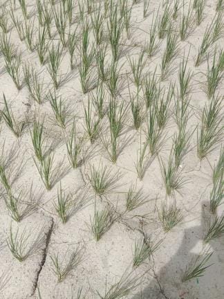 Paddy crop is drying up waiting for rain, farmers are worried