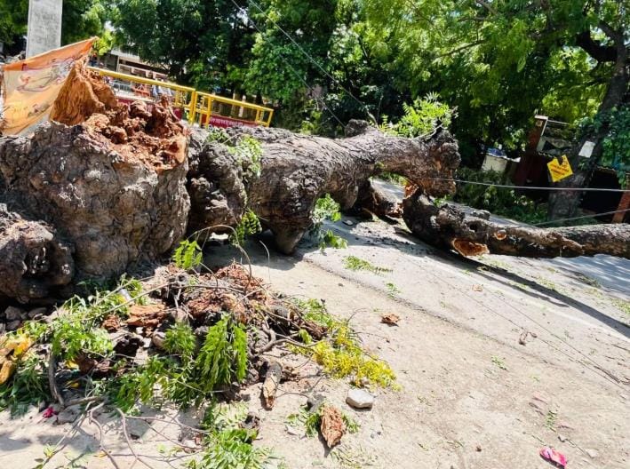 Tree fell on the highway not removed, one lane remained obstructed
