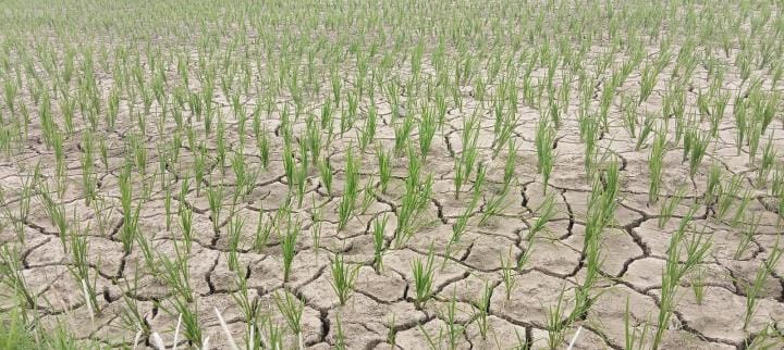 Due to lack of rain in the Mehandawal area, the paddy crop of the farmers is drying up like this
